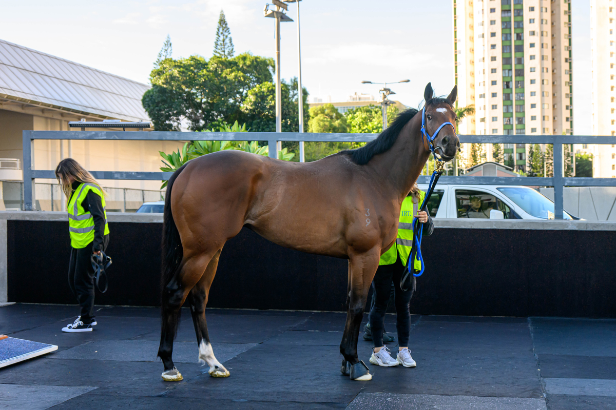 浪琴香港國際賽事澳洲代表抵港圖輯 – 賽馬新聞 – 香港賽馬會