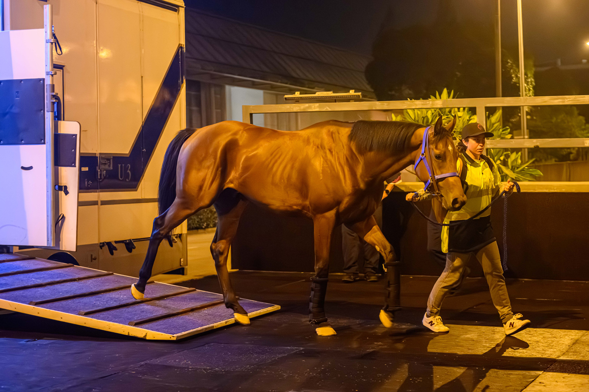 浪琴香港國際賽事歐洲代表抵港圖輯 – 賽馬新聞 – 香港賽馬會