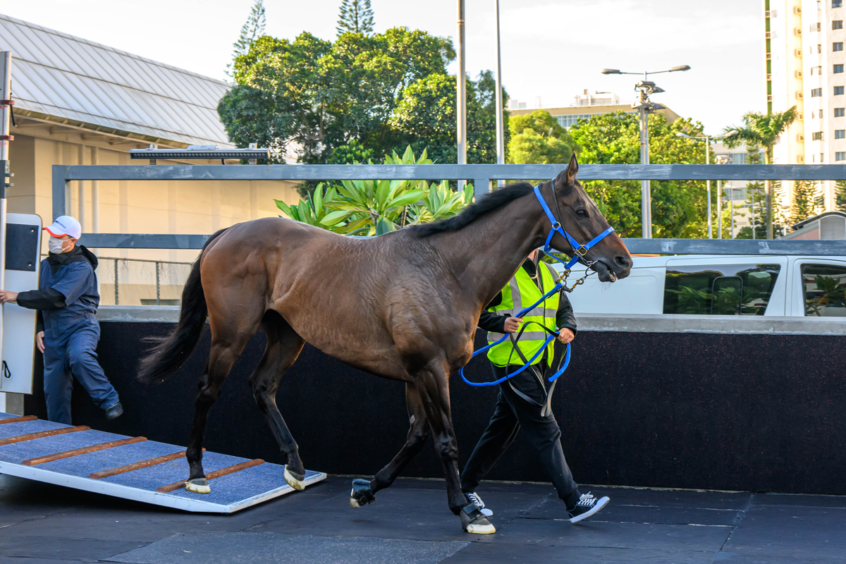 浪琴香港國際賽事澳洲代表抵港圖輯 – 賽馬新聞 – 香港賽馬會