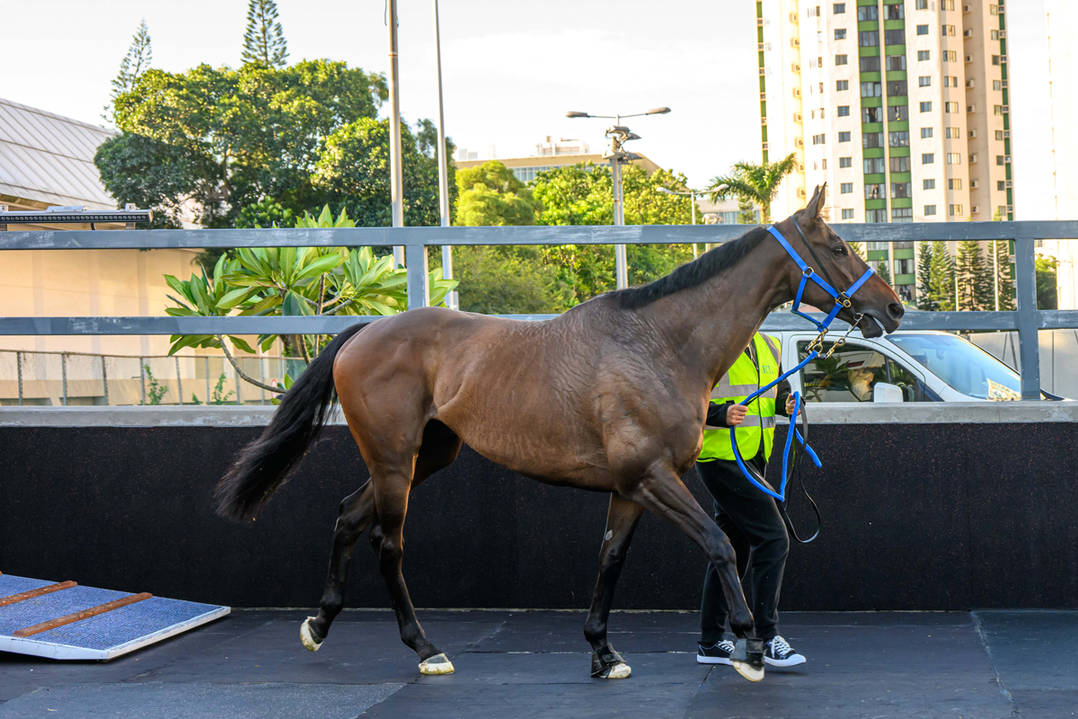 浪琴香港國際賽事澳洲代表抵港圖輯 – 賽馬新聞 – 香港賽馬會