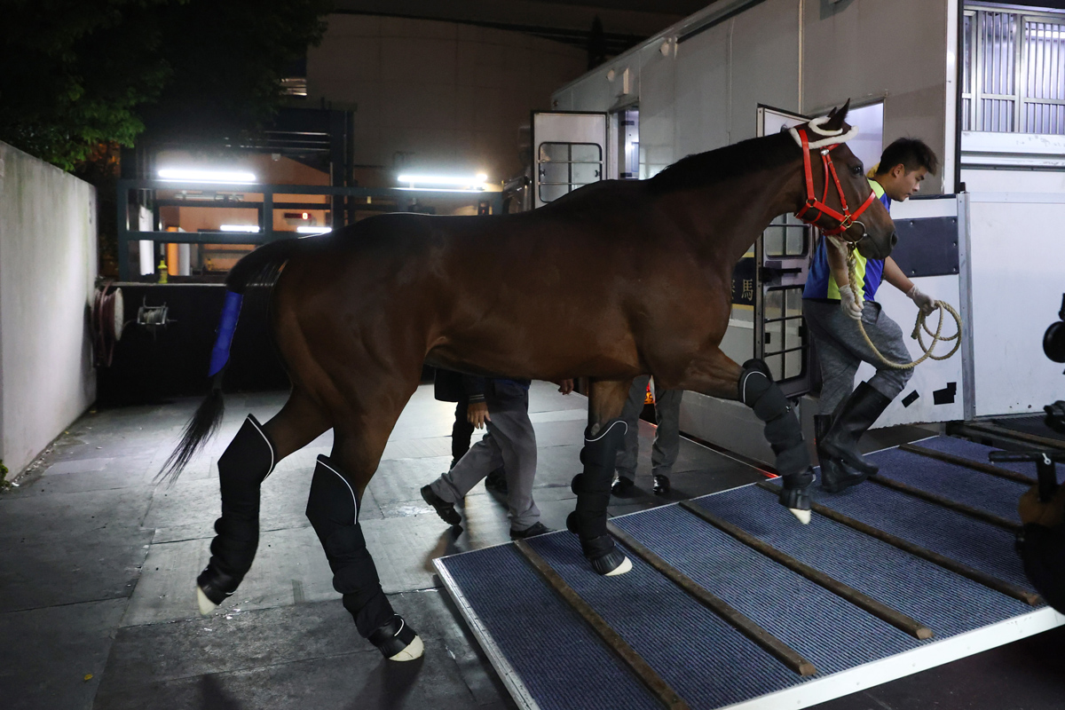 「放蕩強人」出發前赴杜拜參賽 – 跑馬新聞風而動 – 香港跑馬會